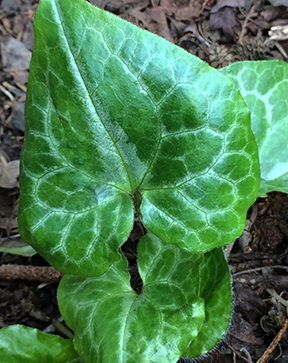 Leaves of Wild Ginger